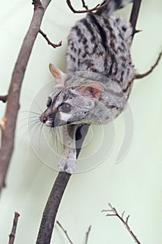 Genet