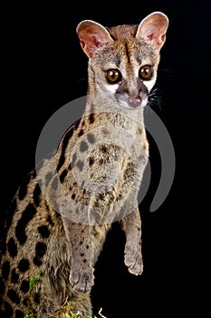 Genet photo