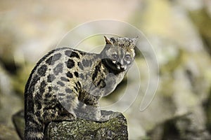 Genet cat, genus Genetta a slender cat-like animal,  Aberdare