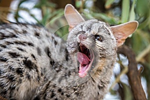 Genet cat photo