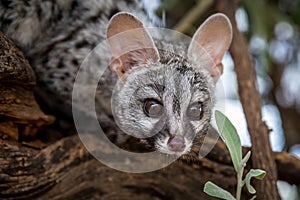 Genet cat photo