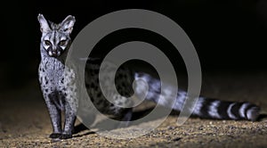 Genet photographed at night using a spotlight sitting and waiting for food photo