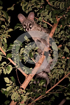 Genet with spots hiding in tree at night photo