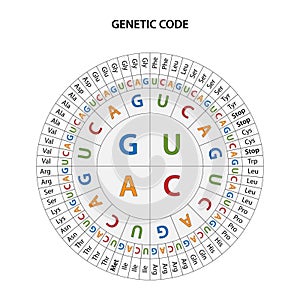 The Genetic code chart. The genetic code is the set of instructions in the DNA molecules.