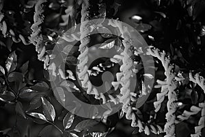 Genetic code, the sequence of DNA bases