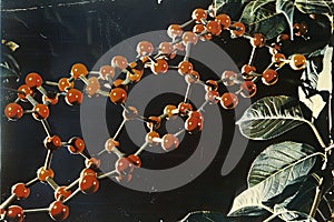 Genetic code, the sequence of DNA bases