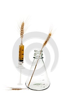 Genetic engineering of wheat