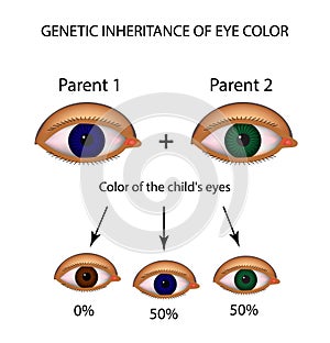 Genetic inheritance of eye color. Brown, blue, green eyes. photo