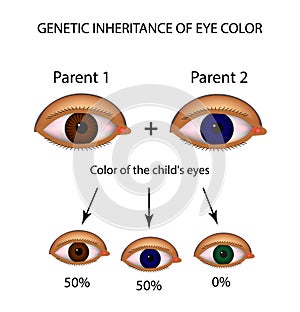 Genetic inheritance of eye color. Brown, blue, green eyes. Infographics. photo