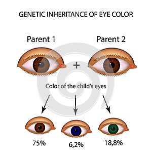 Genetic inheritance of eye color. Brown, blue, green eyes. Infographics. Vector illustration on isolated background