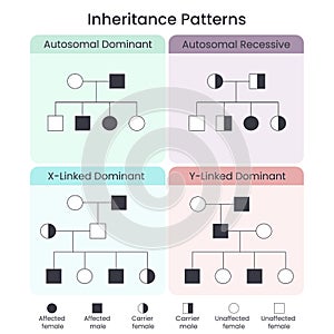 Genetic Inheritance Patterns scientific vector illustration infographic