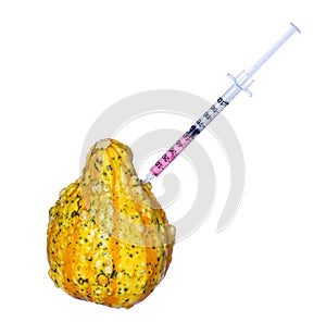 Genetic injection into pumpkin isolated. Genetically modified or unusually shaped squash with syringe.