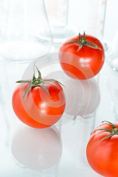 Genetic modification red tomato laboratory glassware on white