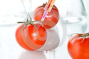 Genetic modification red tomato laboratory glassware on white