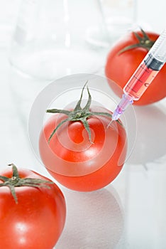 Genetic modification red tomato laboratory glassware on white