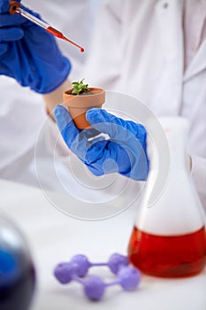 Genetic modified GMO plant