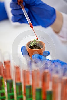 Genetic modified gmo plant