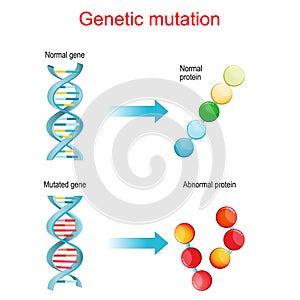 Genetic mutation. Normal and mutated genes that synthesis normal and Abnormal proteins