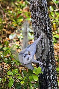 Genetic mutation white squirrel at Ochlockonee River State Park photo
