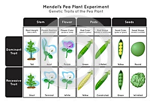 Genetic Trait Pea Plant Mendel Experiment Infographic Diagram photo