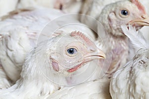 a genetically improved broiler breed of chicken