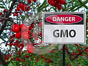 Genetically modified berries and a sign of the danger of GMOs