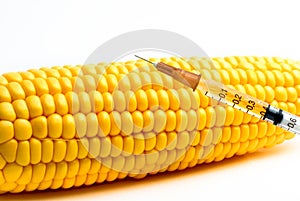 Genetically modified corn photo
