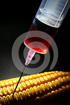 Genetically modified corn food concept