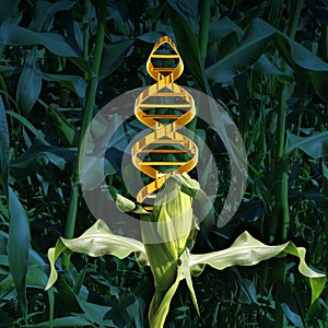 Genetically Modified Crops