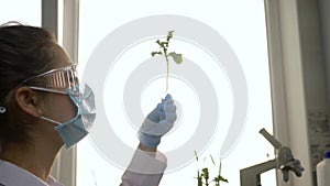 Genetically modified culture, laboratory worker into gloves and mask with injector conducts preparation into verdure