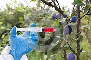 Genetically modified fruit, injecting artificial color in plums