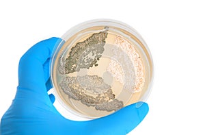 Genetically modified fungi on agar plate