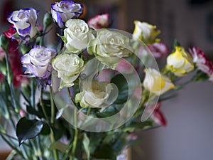 Genetically modified green and blue roses