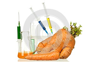 Genetically modified organism