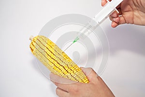 Genetically modified organism - corn