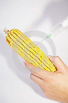 Genetically modified organism - corn