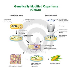 Genetically Modified Organisms GMOs