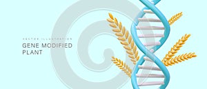 Genetically modified plant. 3D spikelet and DNA double helix. Intervention in flora genotype photo