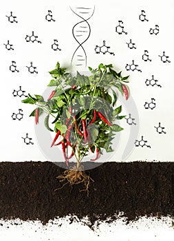 Genetically modified products. Chili pepper bush growing in soil, chemical molecules and DNA helix on white background