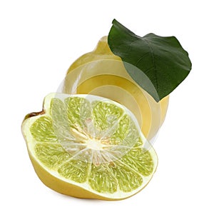 Genetically modified quinces with lime on white background