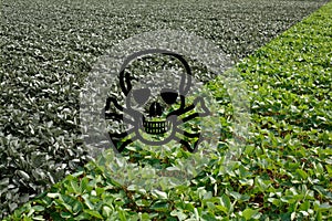 Genetically modified soybean in the field or GMO soybean