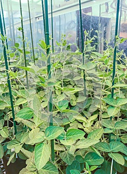 Genetically modified soybeans in growth chamber