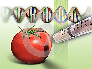 Genetically modified tomato photo