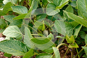 Genetically modified soybean in the field or GMO soybean close u