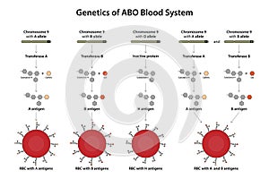 Genetics of ABO blood system.