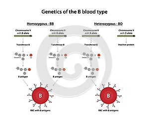 Genetics of the B blood type