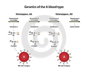 Genetics of the A blood type.