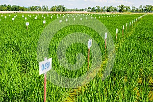 Genetics Rice Test Farm