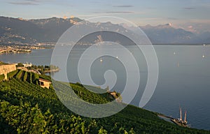 Geneva lake and vineyards at sunset, Switzerland