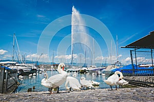 Geneva Leman lake with group of white swan